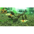 Alder Cones (200) Shrimp Aquarium Water Conditioner Promotes Breeding Invertebrates