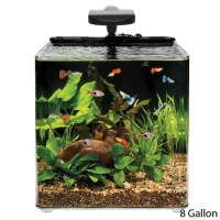 Aqueon AQE17102 Evolve Desk Top Aquariums Tank, 8-Gallon