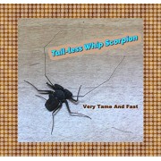 Insectsales.com LIVE Tail-less Whip Scorpion - Harmless and Tame - Fun Pet - Educational - Easy Care